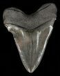 Serrated, Megalodon Tooth - Huge Tooth #60496-2